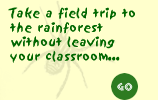 Take a field trip to the rainforest without leaving a classroom